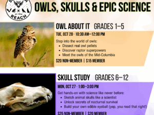Homeschool Classes – Owl About It (Grades 1-5) | Skull Study (Grades 6-12)