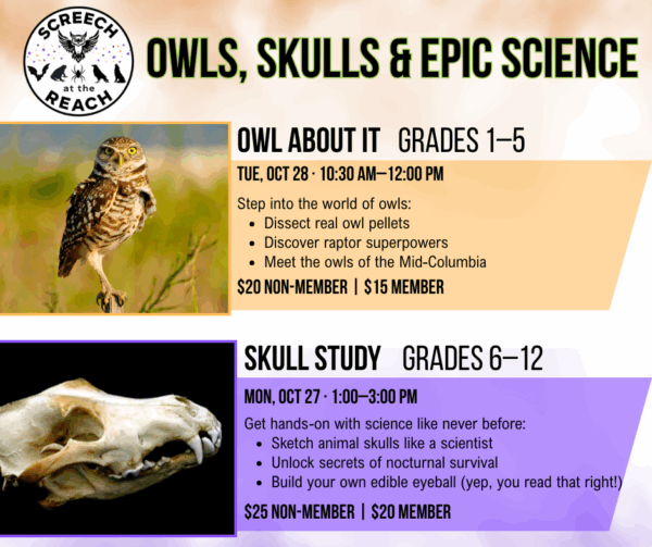 Homeschool Classes – Owl About It (Grades 1-5) | Skull Study (Grades 6-12)